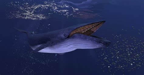 How Big Is The Blue Whale's Heart? - A-Z Animals