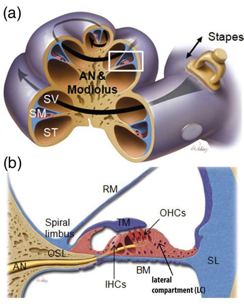 Cochlea Cross Section Diagram