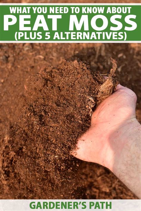 Should Gardeners Use Peat Moss? Plus 5 Alternatives | Gardener’s Path