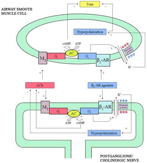 Pharmaceuticals | Free Full-Text | Beta-Adrenergic Agonists