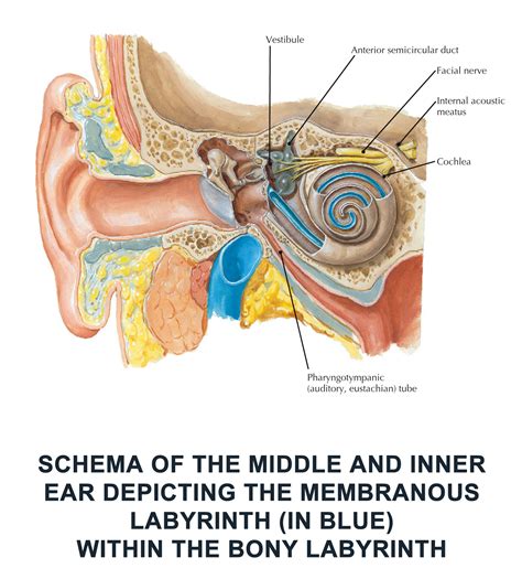 Schema of the middle and inner ear depicting the membranous labyrinth ...