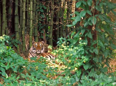 Malayan Tiger Facts, Habitat, Diet, Population, Pictures