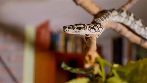 Snake Care - Caring for Pet Snakes | VetBabble