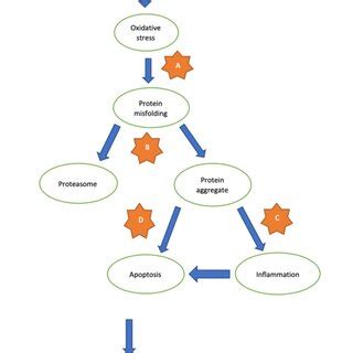 The role of HSP70 in AMD. (A) HSP70 prevents misfolding of native ...