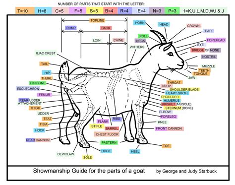 Fainting Goat Guild | FGG Goat Anatomy