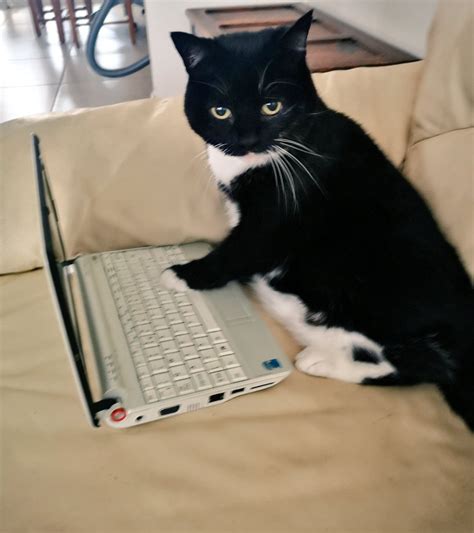 * on Twitter: "Apparently cats are all over your laptop when you're ...