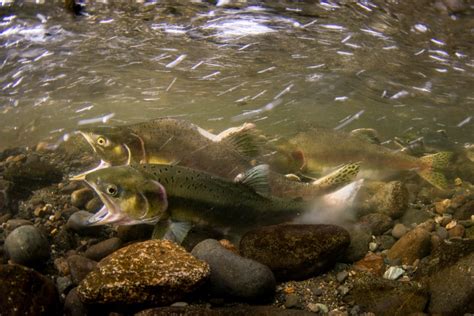 Salmon Spawning Event finally caught on camera.