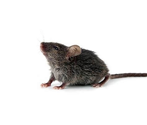 Common Mouse Species | Rentokil Canada