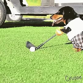 Dogs Playing Golf GIFs | Tenor