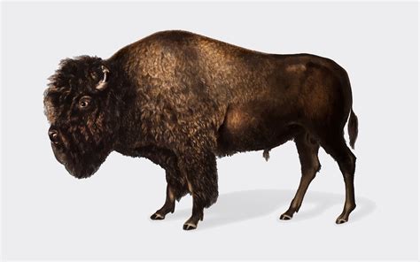 American Bison illustration - Download Free Vectors, Clipart Graphics ...