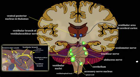 Central and Peripheral Vestibular Function