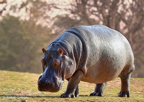 hippo (Assaf Cohen) #NIKON D7200 #animals #photo #nature | African ...