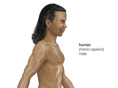 Homo sapiens | Meaning, Characteristics, & First Appearance | Britannica