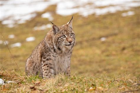 Free Photo | Beautiful and endangered eurasian lynx in the nature ...