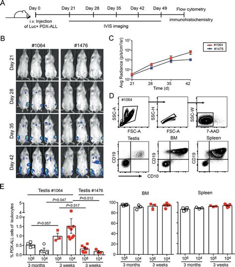 Establishment of a PDX-ALL model with testicular involvement in ...