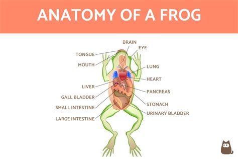 Anatomy of a Frog - Internal and External With Diagrams