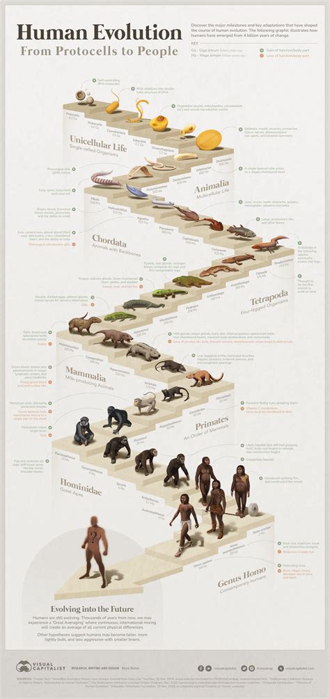 The 4 Billion Year Path of Human Evolution - Careers and Education News