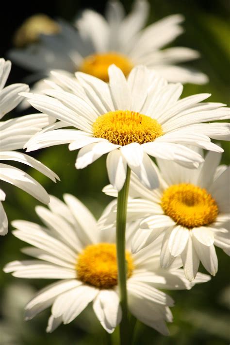 Daisy Flower Garden - DIY