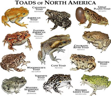 Toads of North America Poster Print | Etsy | Types of frogs, Toad, Wild ...