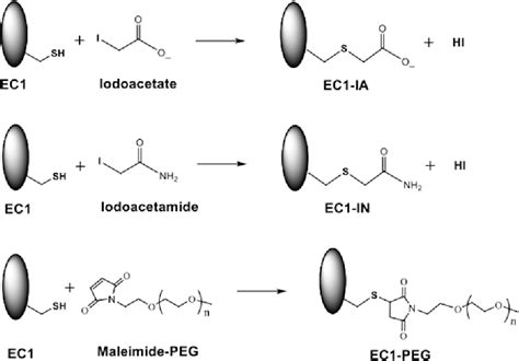 Figure 1 from Improving the stability of the EC1 domain of E-cadherin ...