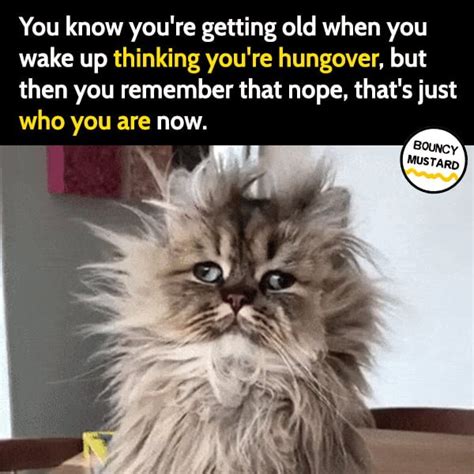 Frazzled Cat Meme - Captions Profile