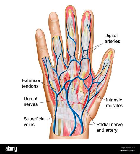 Anatomy of back of human hand Stock Photo - Alamy