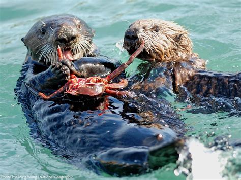 Interesting facts about sea otters | Just Fun Facts