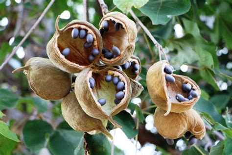 Health Benefits of Baobab Fruit - Facty Health