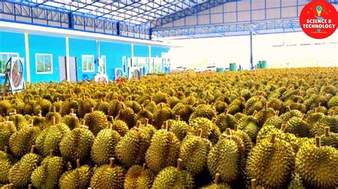 World Largest Durian Plantation, World Largest Importer and Exporter of ...