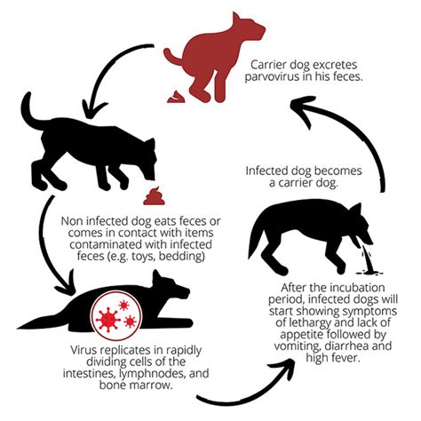 Canine Parvovirus Life Cycle