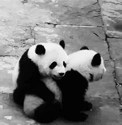 Panda Bear GIFs - Find & Share on GIPHY