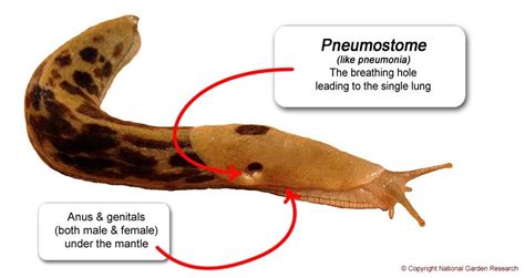 Slug and Snail Anatomy | Slugs, Home learning, Getting rid of slugs