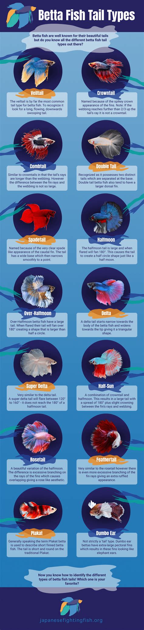 Betta Fish Tail Types - Which Betta Fish Type Do You Have?