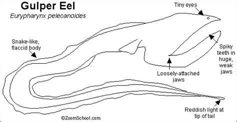 Gulper Eel Printout- Enchanted Learning Software