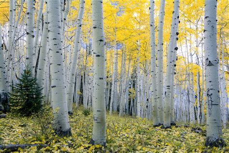 Aspen Trees Fall Photo Colorado Aspen Wall Art Fall Trees | Etsy