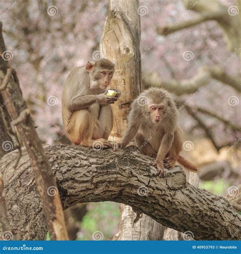 Rhesus Macaque in Close-up during Natural Behavior Stock Image - Image ...