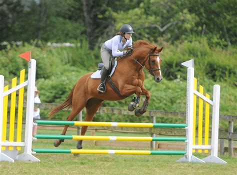 Horse Show Jumping: A Complete Beginners Guide