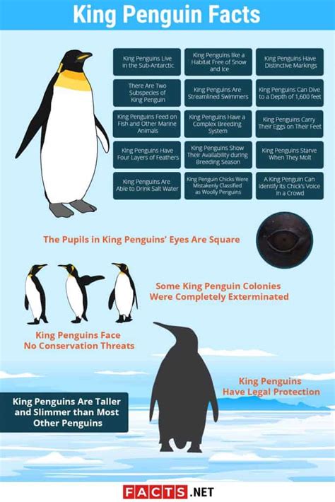 Top 20 King Penguin Facts - Habitat, Diet, Breeding & More - Facts.net