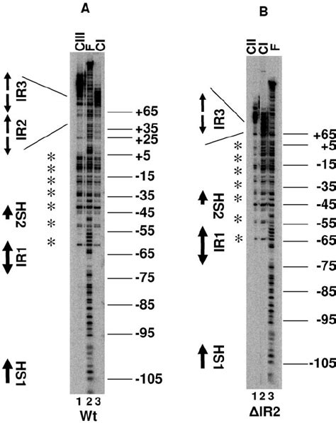 DNase I footprinting with purified DNA-protein complexes. DNase I ...