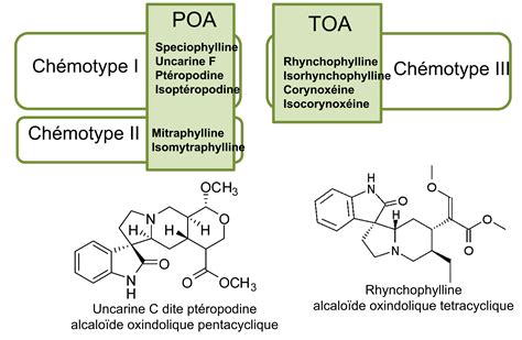 Uncaria tomentosa DC – Dosage of oxindole alkaloids, distinction of POA ...