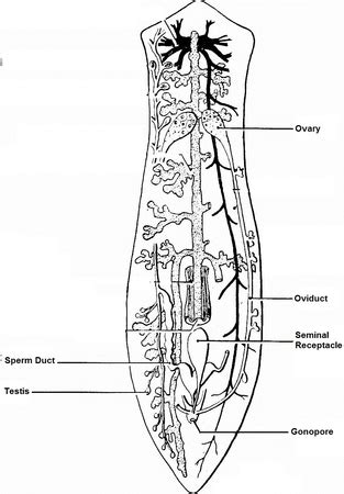 Planaria Anatomy, Regeneration & Reproduction - Lesson | Study.com