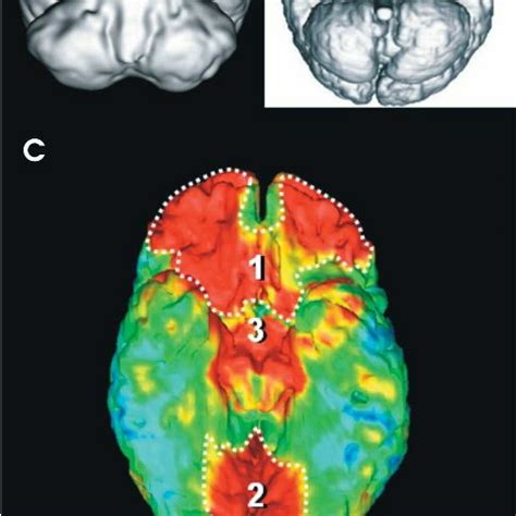 Primate Brain Sizes | Download Scientific Diagram