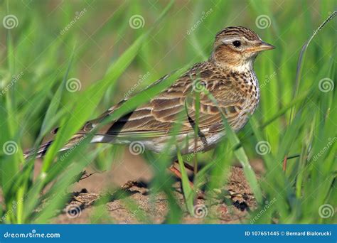 Single Skylark Bird during a Spring Nesting Period Stock Image - Image ...