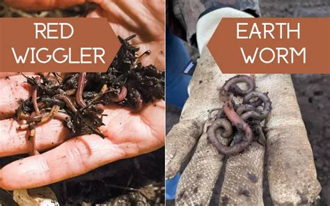 What Are Worm Castings? (All About Nature's #1 Fertilizer) - No Waste ...