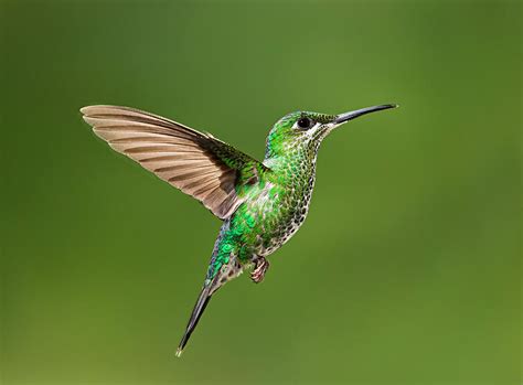 Hummingbird in Flight Photograph by Hali Sowle - Fine Art America