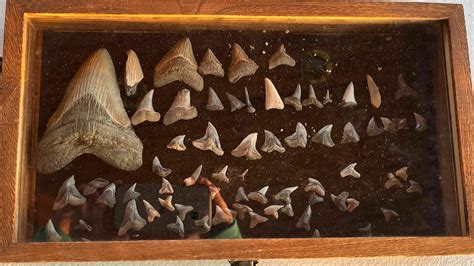 Megalodon Shark Tooth w/stand - boxmodular.com.br