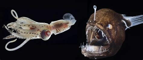 Life in Extremes: Deep-Sea Creatures and Their Remarkable Adaptations ...