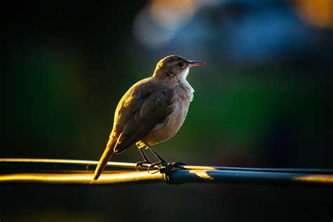 Perched Bird · Free Stock Photo