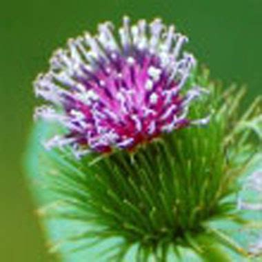 Burdock: Pictures, Flowers, Leaves & Identification | Arctium Spp.