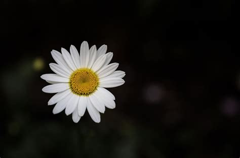 Daisy flower meaning • Origins • Symbolism and other interesting facts